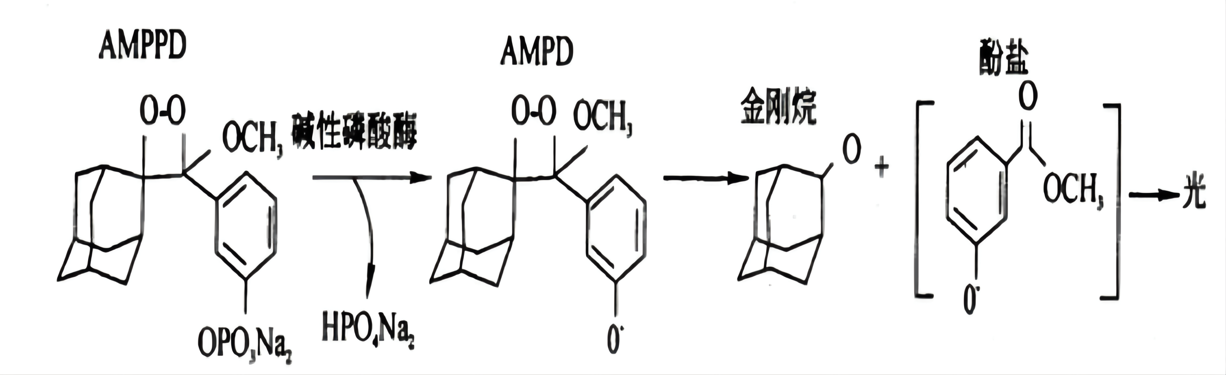 AMPPD發(fā)光原理示意圖 AMPPD發(fā)光原理示意圖