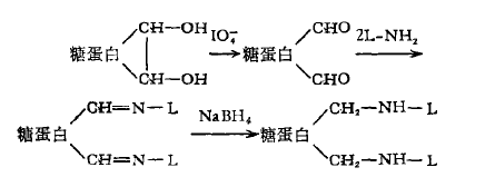 過碘酸鹽氧化結(jié)合法 過碘酸鹽氧化結(jié)合法