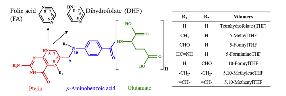 葉酸(Folate)的結構